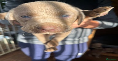 Labrador Retriever dogs - Advert 2