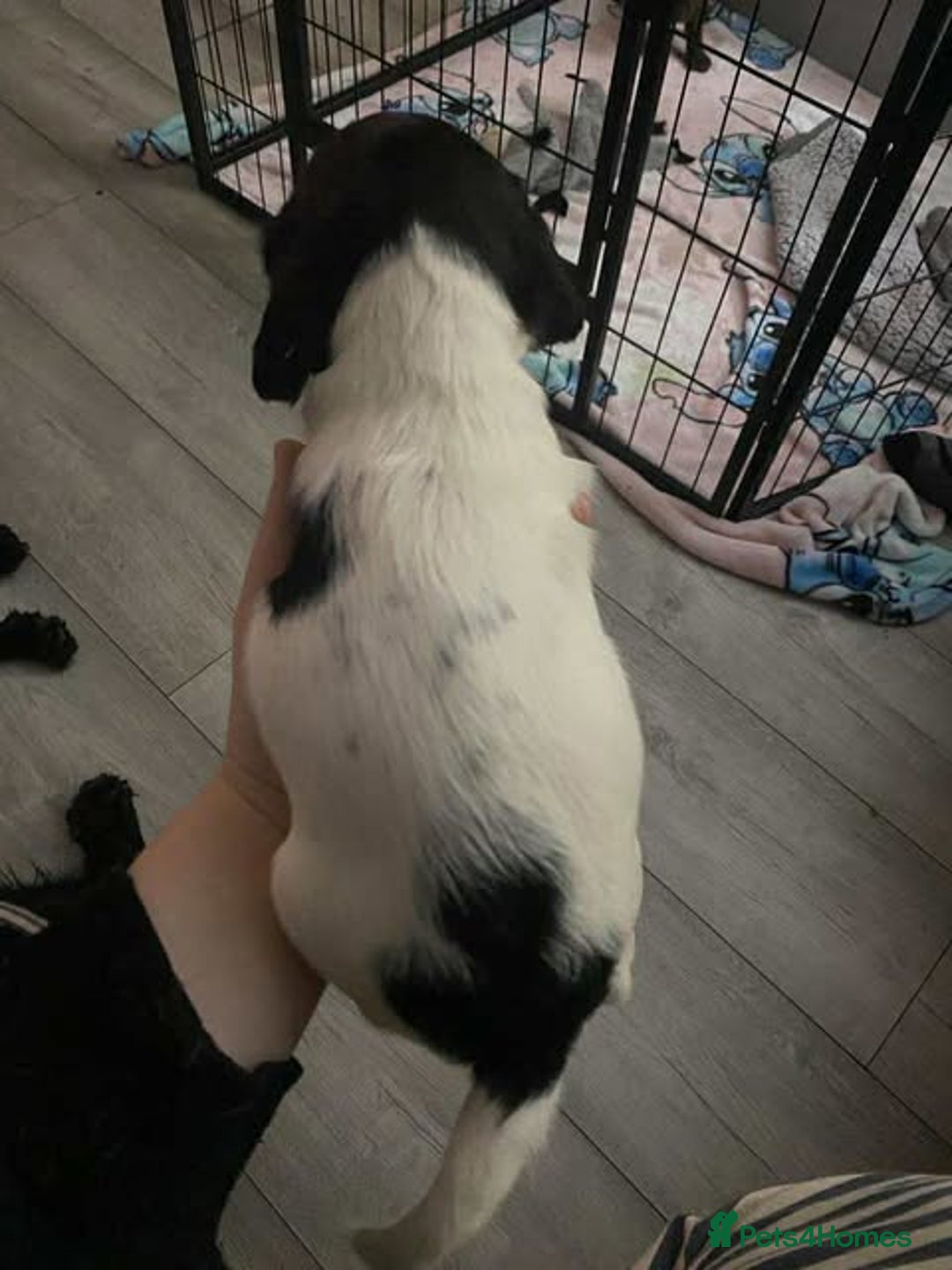 Sprocker dogs for sale: Beautiful Sprocker Puppies Ready 30th December - Advert 28