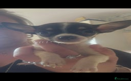 Chiweenie dogs for sale: Chihuahua cross dachshund  - Image 7
