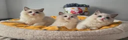 Ragdoll cats for sale: 🥇🏆🐆Exclusive kittens❤️✨️🏆Award winning cattery - Advert 14