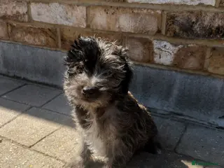 Jackapoo dogs Beautiful Toy Jackapoo Puppies - Advert 1