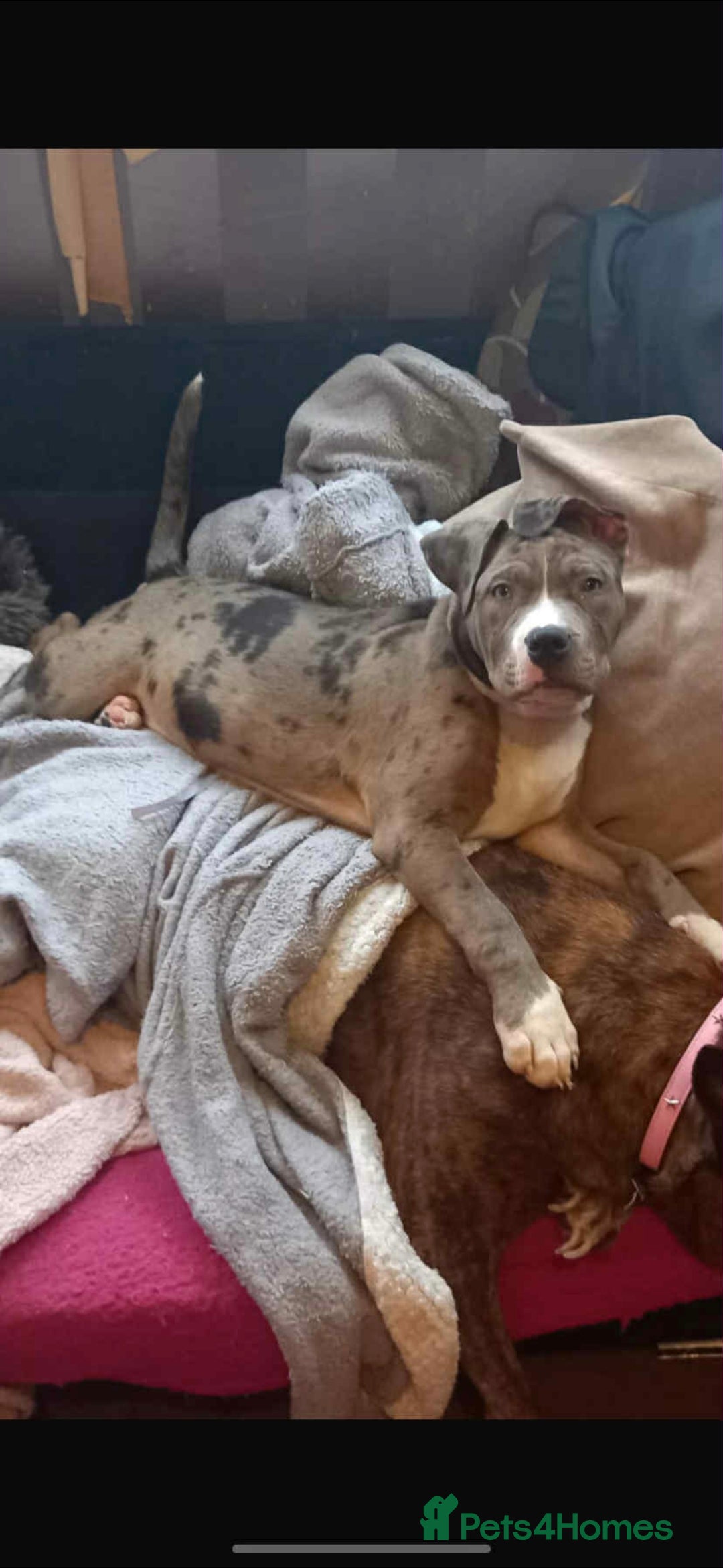 Mixed Breed dogs for sale: Pups for sale - Image 2