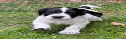 Cocker Spaniel dogs for sale: Beautiful Cocker spaniel puppies  - Advert 9