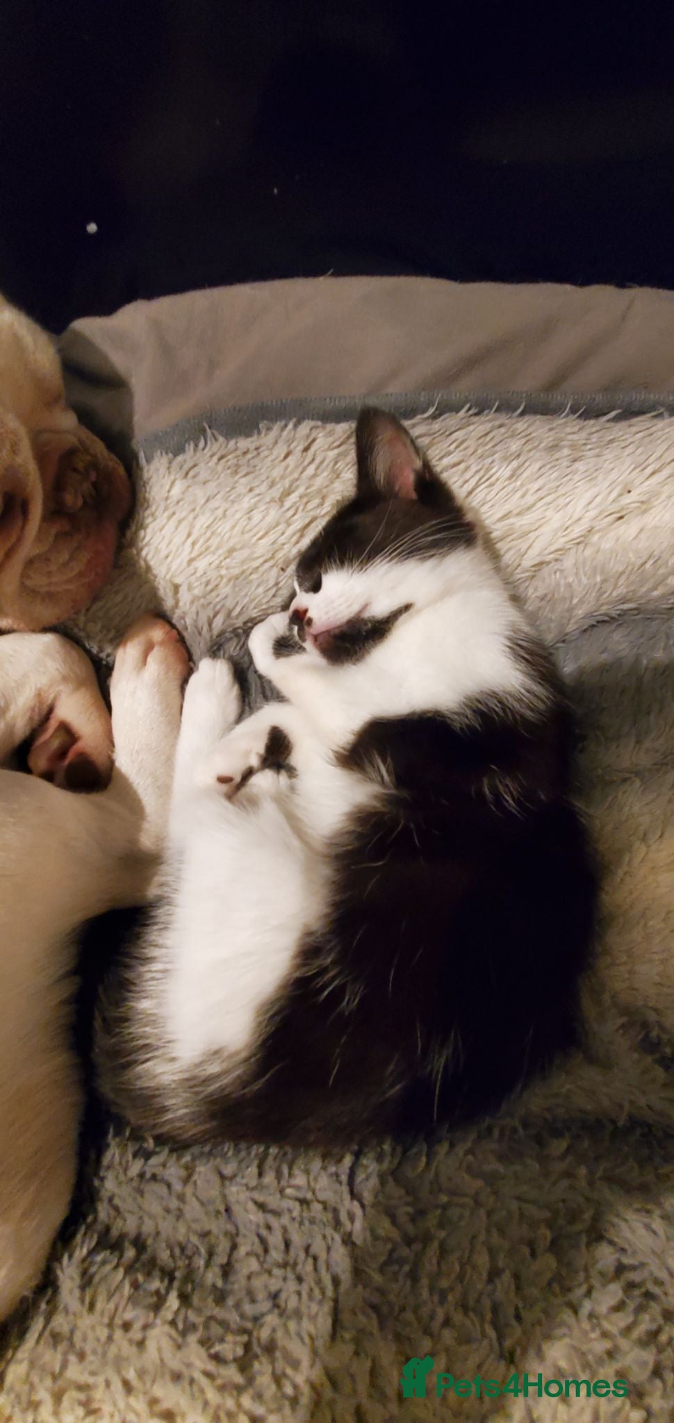 Mixed Breed cats 5 beautiful tuxedo cats looking for a home ❤  - Advert 1