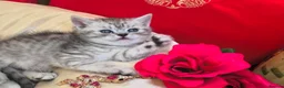British Shorthair cats for sale: Beautiful silver spotted British shorthair kitten - Advert 3