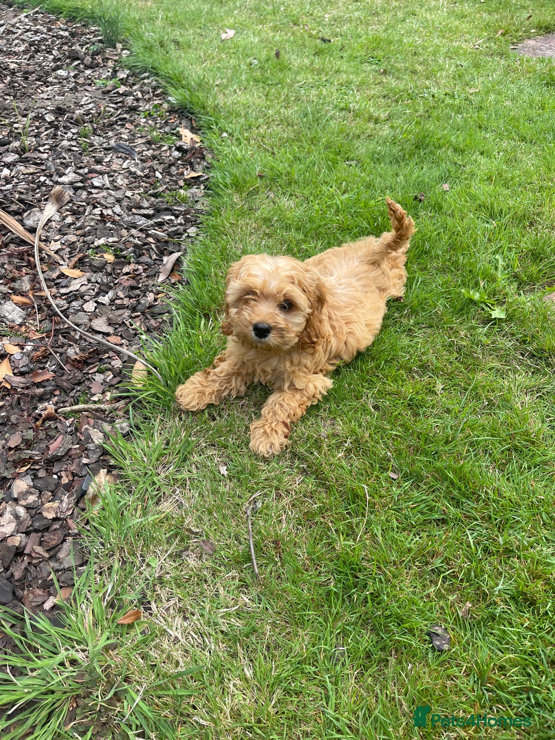 Cockapoo dogs for sale: Beautiful Cavapoo Puppy of Fox Red F1  - Image 2