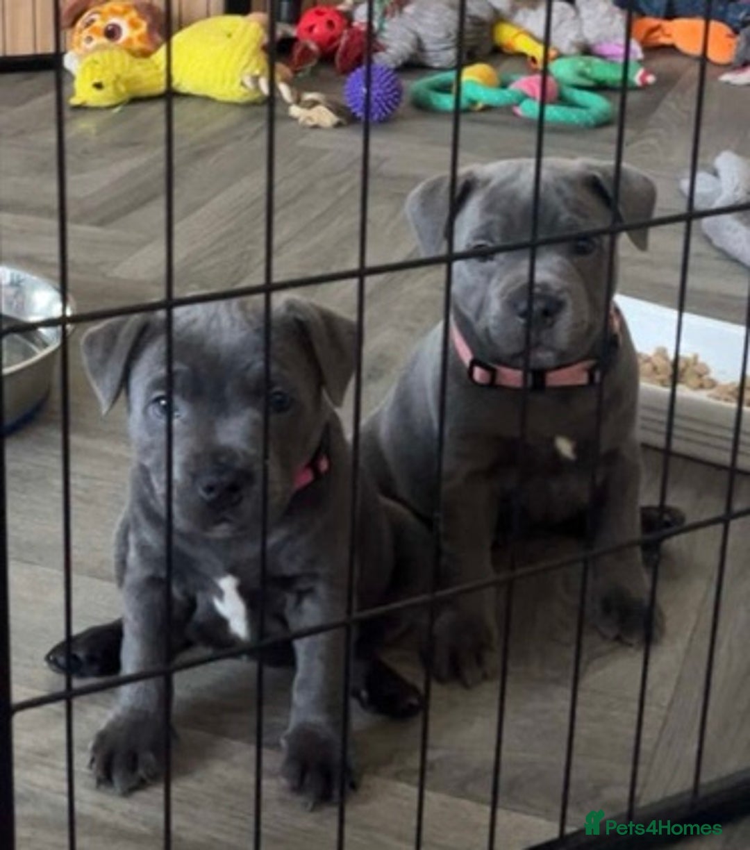 Staffordshire Bull Terrier dogs for sale: BLUE BLOODLINE CHAMPION STAFFS💕🐾 - Image 8