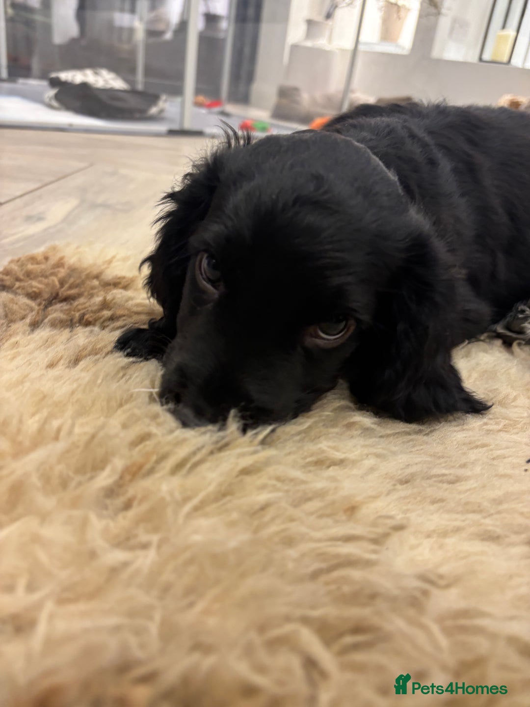 Cocker Spaniel dogs for sale: KC registered cocker spaniels - Image 6