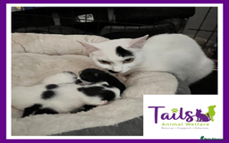 Domestic Shorthair cats for adoption: Paisley & Klopp - Image 2