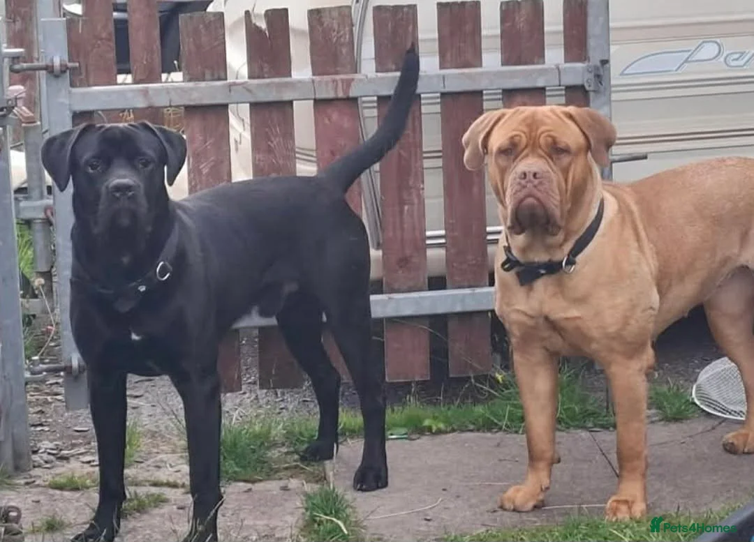 Mixed Breed dogs for sale: Litter of 10 Beautiful, Chunky Puppies - Advert 1