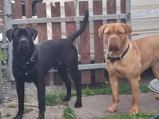 Mixed Breed dogs Litter of 10 Beautiful, Chunky Puppies - Advert 1