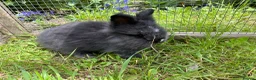 Lionhead rabbits for sale: 3 fluffy lionhead babies  - Advert 4