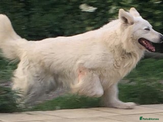 German Shepherd dogs in Wisbech - Advert 19