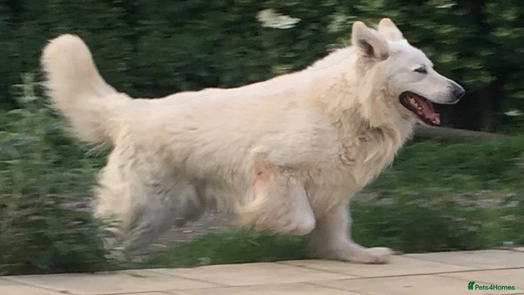 German Shepherd dogs for stud: KC Reg Cheyenne fully Health Tested at stud in Wisbech - Advert 4