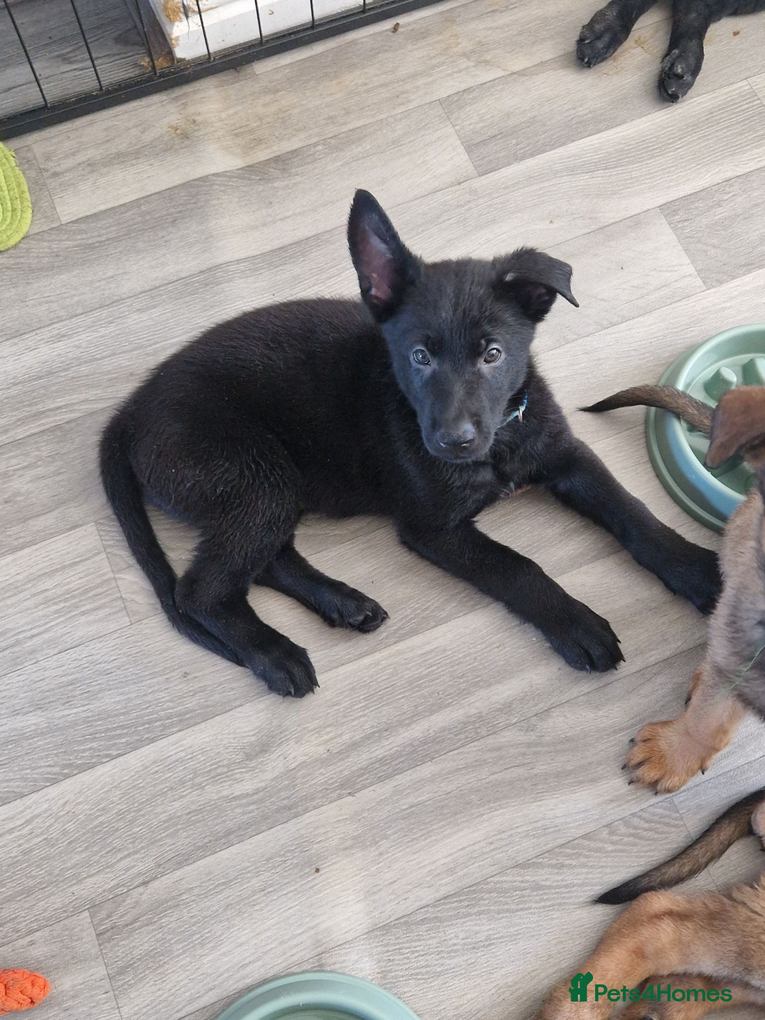 German Shepherd dogs READY NOW 🐶 GERMAN SHEPHERD PUPPIES  - Advert 18