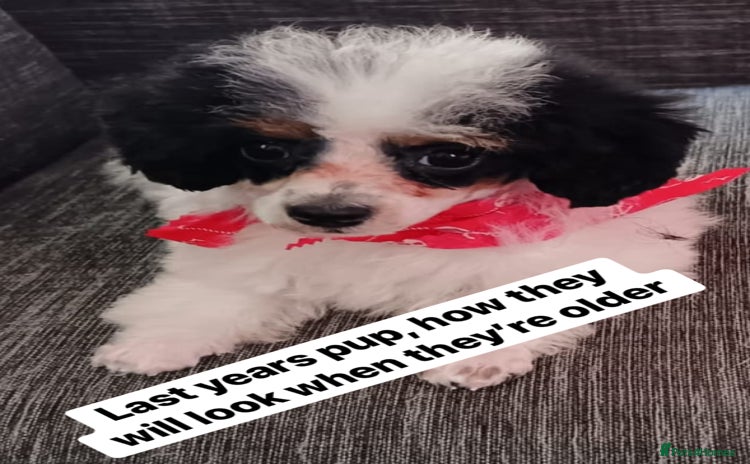 Cavapoo dogs Beautiful toy Cavapoos experienced 5 star licensed - Advert 2