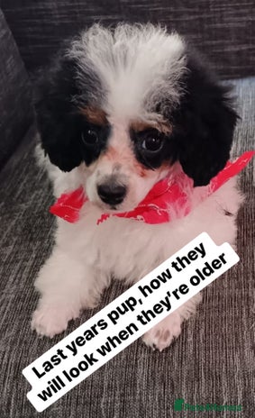 Cavapoo dogs Beautiful toy Cavapoos experienced 5 star licensed - Advert 2