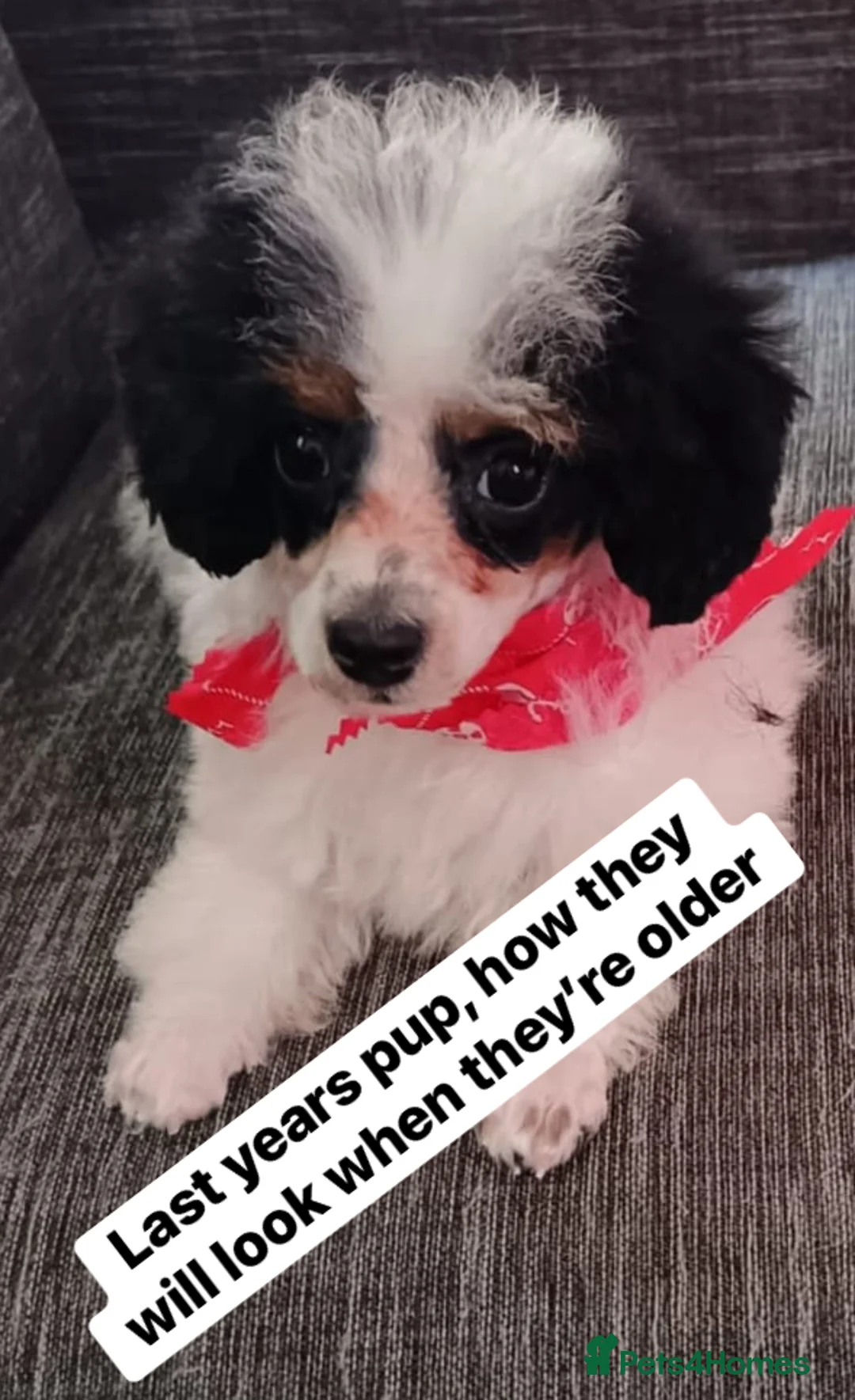 Cavapoo dogs for sale: Toy cavapoo WAITING LIST - Advert 17