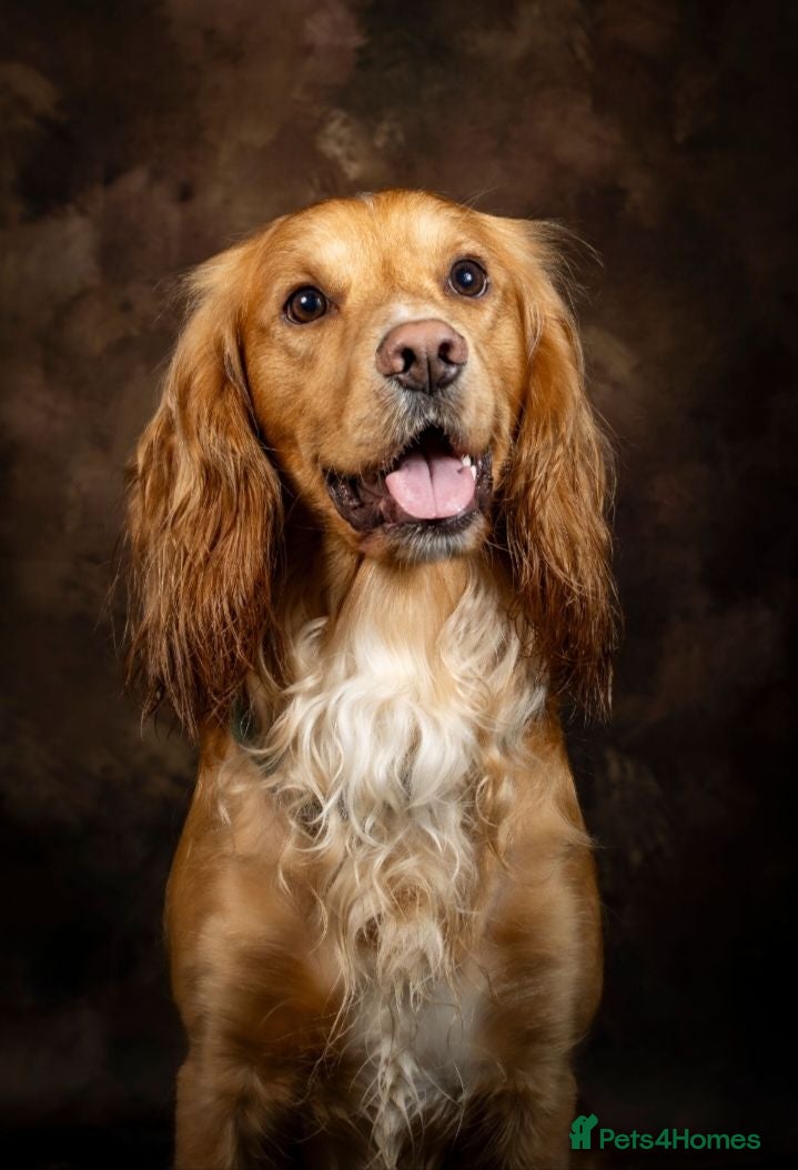 Cocker Spaniel dogs HEALTH TESTED PROVEN KC WORKING COCKER - Advert 5