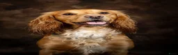 Cocker Spaniel dogs for stud: HEALTH TESTED PROVEN KC WORKING COCKER - Advert 1