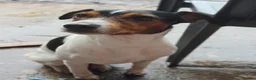 Jack Russell dogs for stud: 2x jack russell for stud in Doncaster - Advert 7