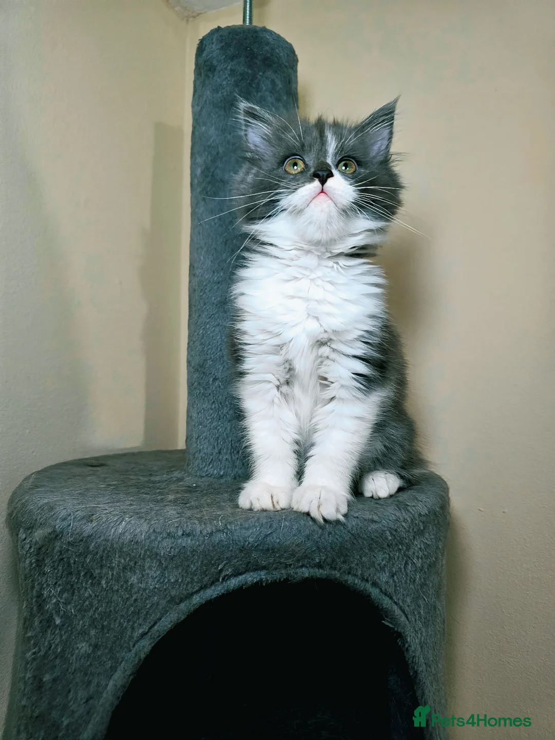 Maine Coon cats for sale: Maine Coon  - Advert 2