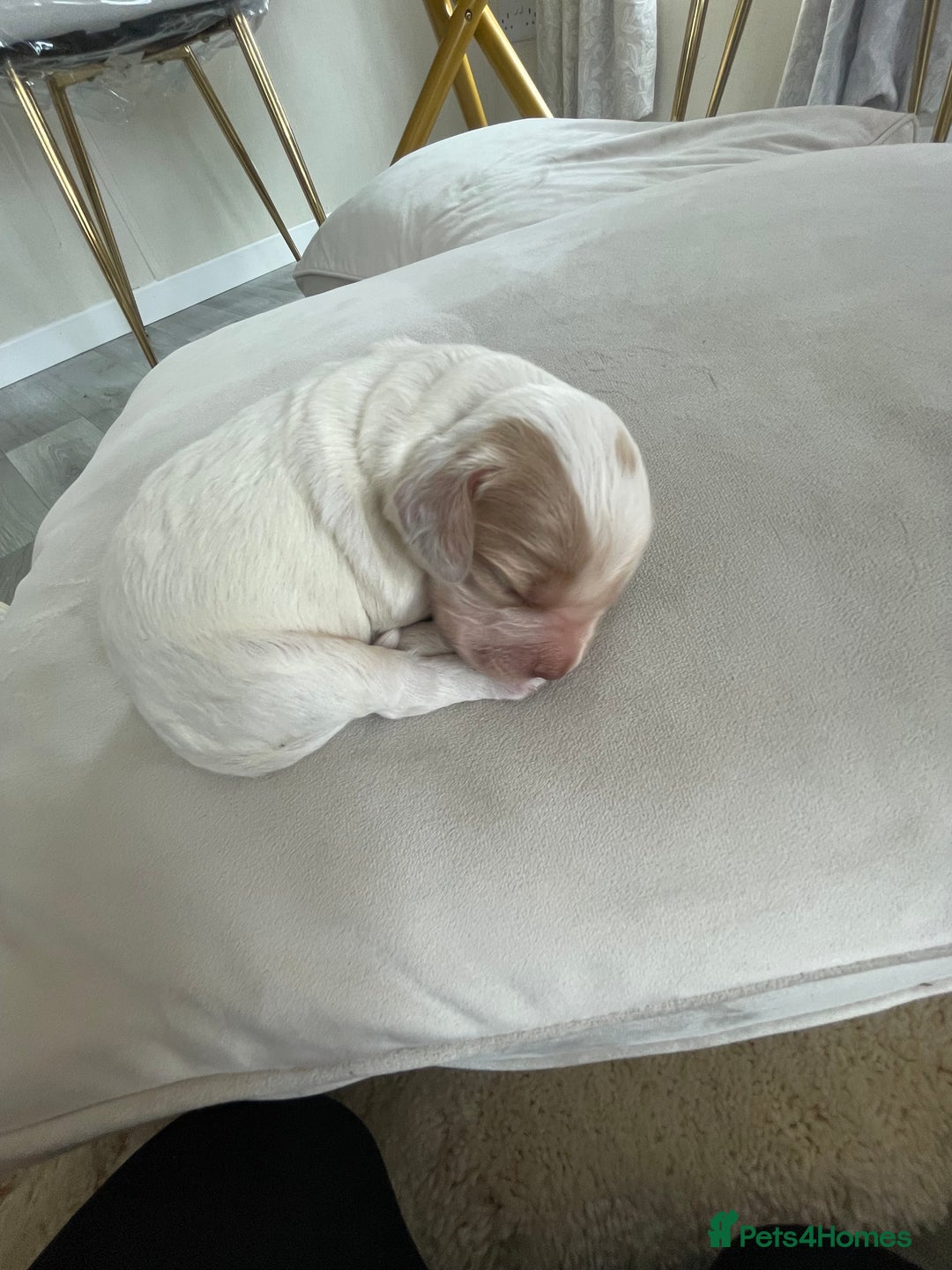 Cocker Spaniel dogs for sale: Healthy puppies - Image 6