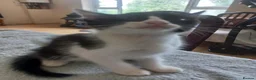 Mixed Breed cats for sale: Gorgeous kittens for sale  in South Croydon - Advert 16