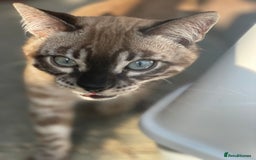Bengal cats for sale: Sibling Bengals  - Image 7