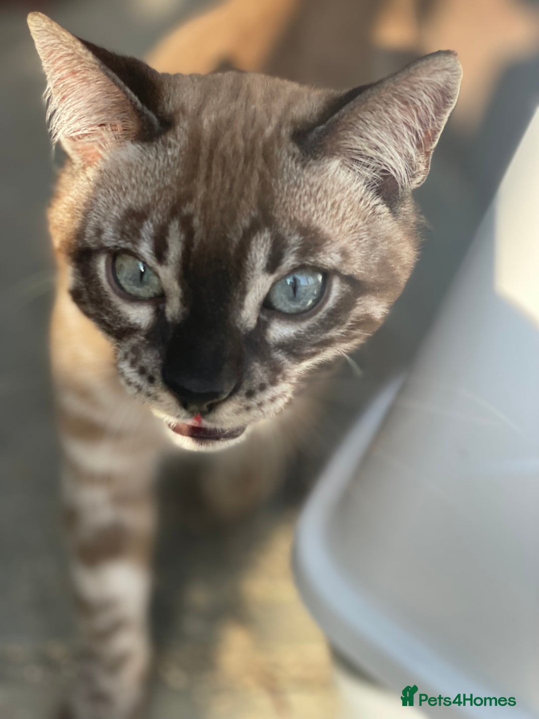 Bengal cats for sale: Sibling Bengals  - Image 7