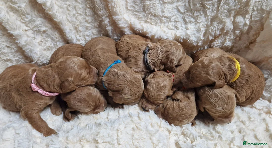 Mini Goldendoodle dogs for sale: Miniature Goldendoodle puppies available - Advert 9