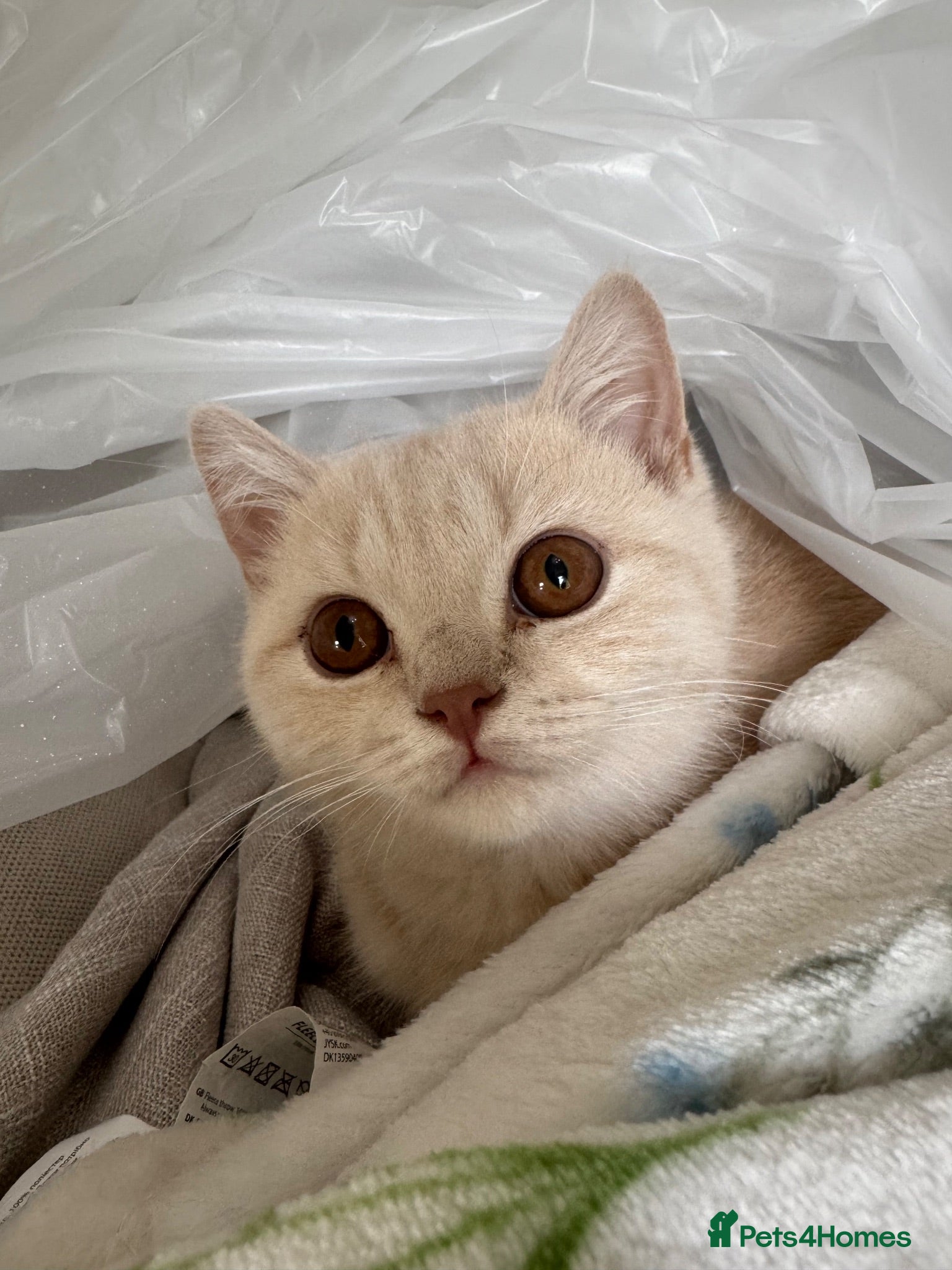 British Shorthair cats British Shorthair - cream  - Advert 2
