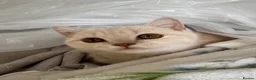 British Shorthair cats for sale: British Shorthair - cream  - Advert 1
