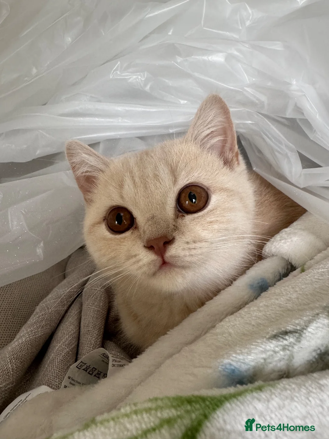 British Shorthair cats for sale: British Shorthair - cream  - Advert 1