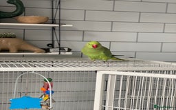 Ringnecks birds for sale: Ring neck - Image 2