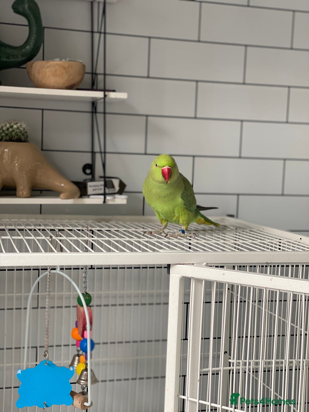 Ringnecks birds for sale: Ring neck - Image 2