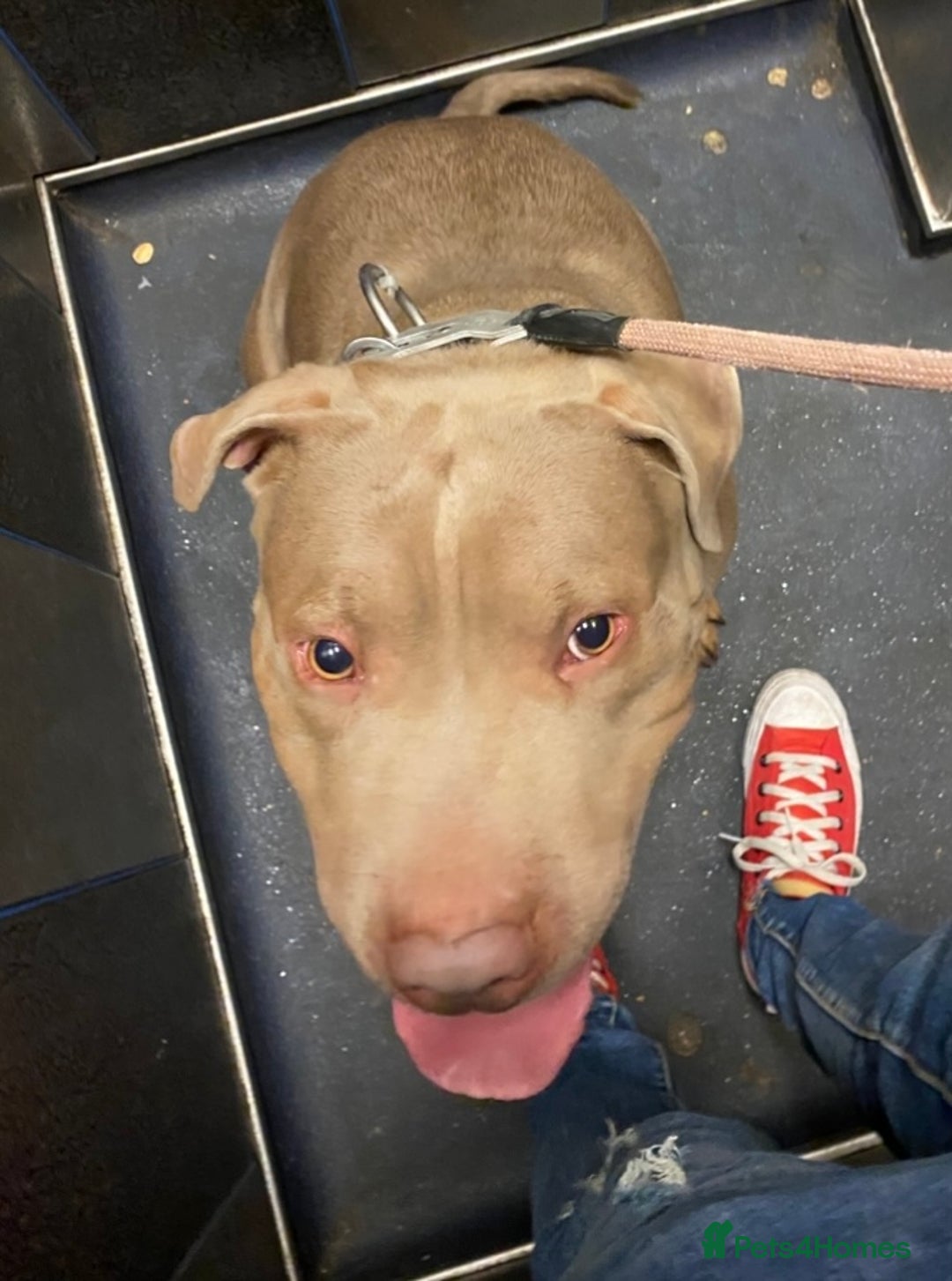 Mixed Breed dogs for sale: Emergency rehoming Roxy - Advert 2