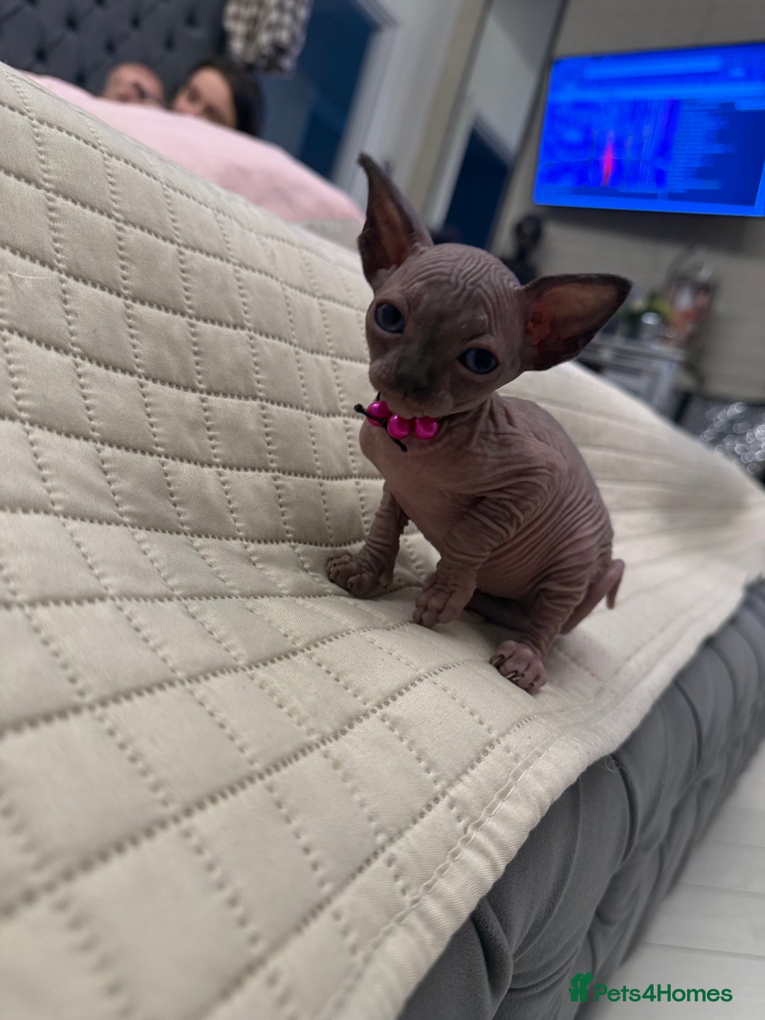 Sphynx cats for sale: TICA Adorable Kittens❤️Parents HCM Clear  - Image 18
