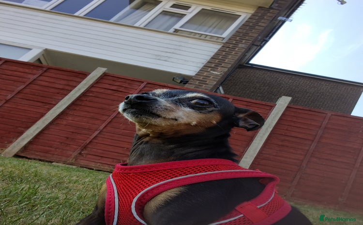 Miniature Pinscher dogs - Advert 1