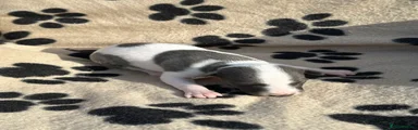 Whippet 2