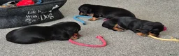 Dachshund dogs for sale: Beautiful Miniature Dachshunds  - Advert 5
