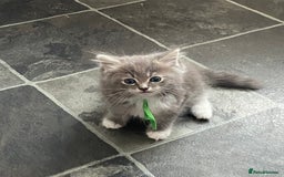 Ragdoll cats for sale: Stunning Ragdoll kittens available  - Image 7