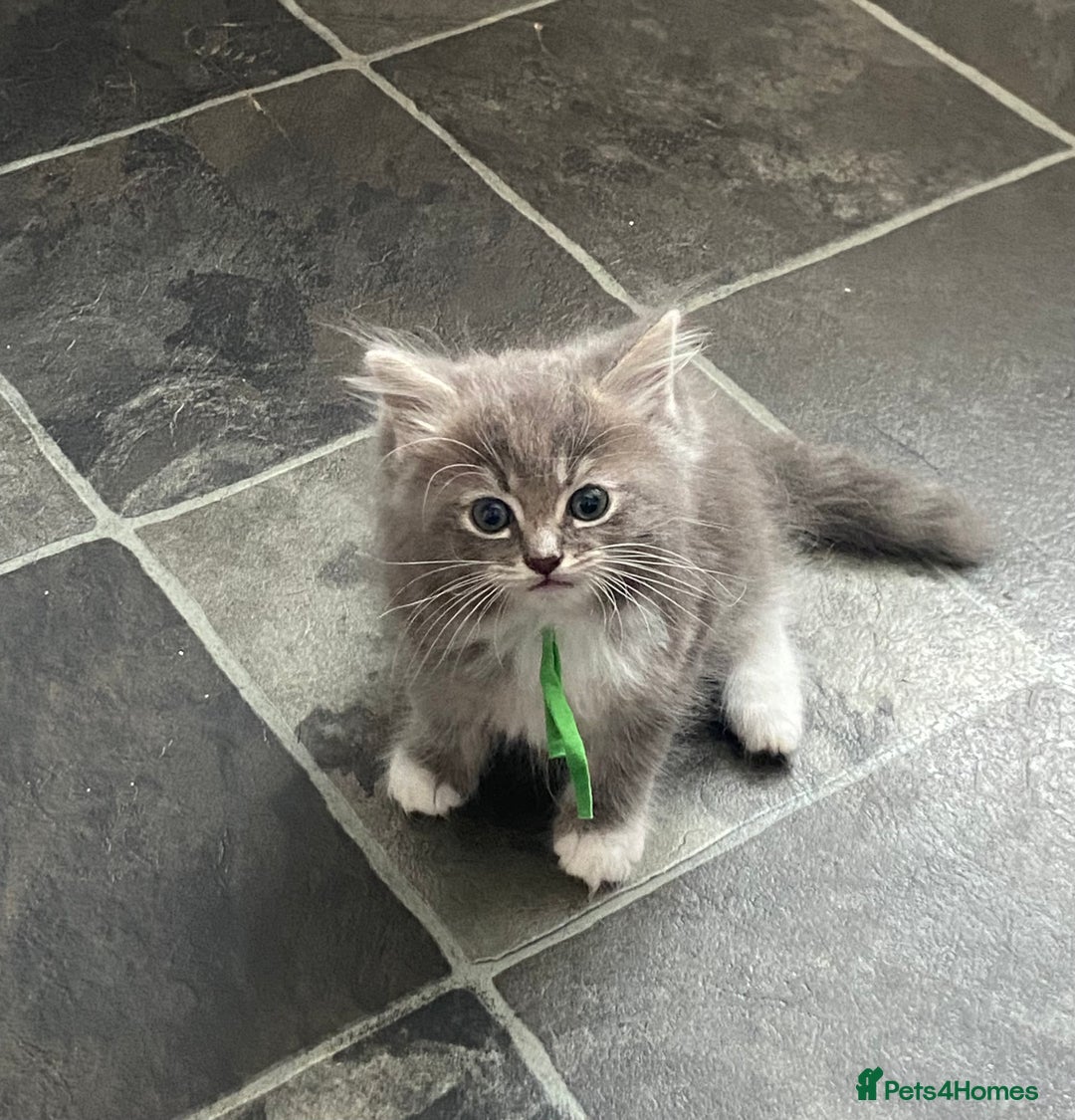 Ragdoll cats for sale: Stunning Ragdoll kittens available  - Image 7