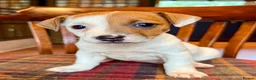 Jack Russell dogs for sale: Traditional Jack Russell Terriers  - Advert 3