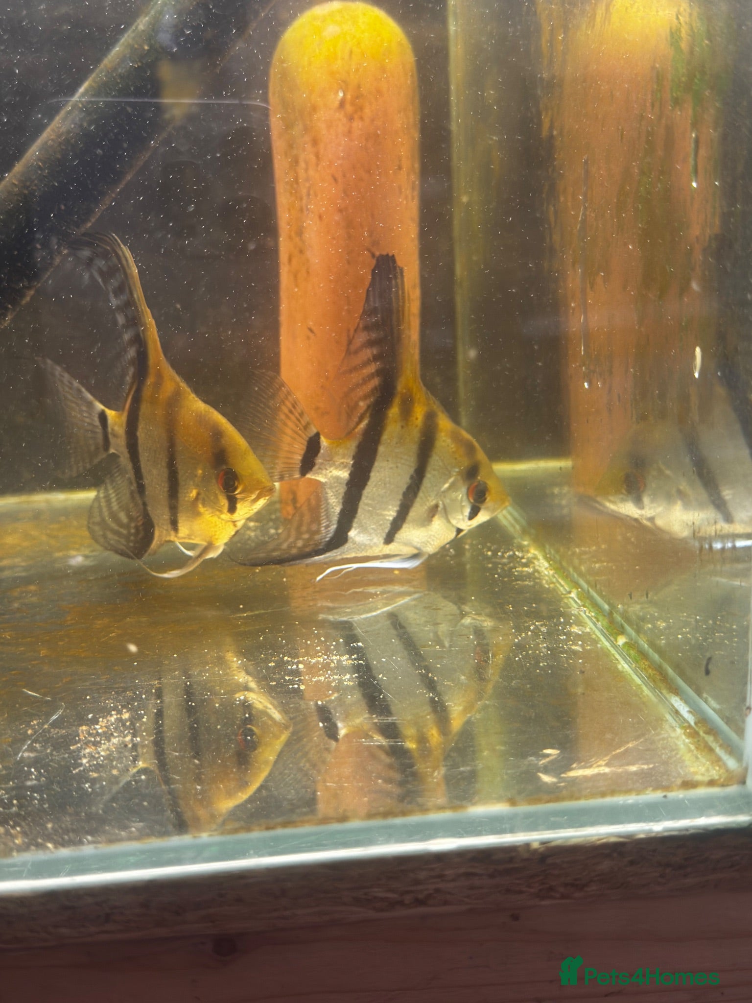 Angelfish fish Adults breeding pair and small babies for sale  - Advert 1