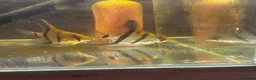 Angelfish fish for sale: Adults breeding pair and small babies for sale  - Advert 1