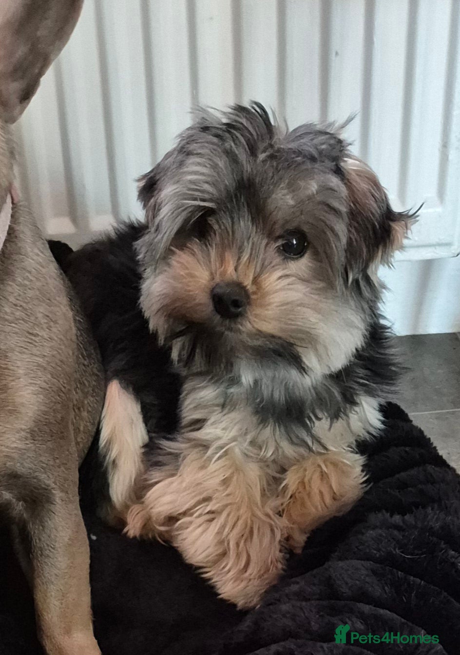 Yorkshire Terrier dogs Yorkshire terrier  - Advert 5