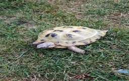 Tortoise reptiles for sale: Horsefield tortoise  in Colchester - Image 7