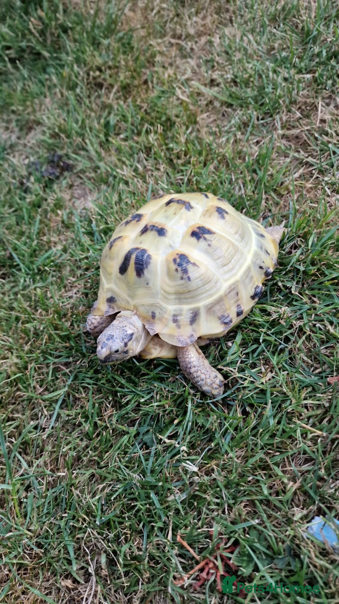 Tortoise reptiles for sale: Horsefield tortoise  in Colchester - Image 7
