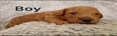 Maltipoo Puppy 1